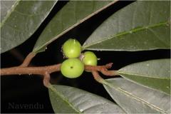 Nothopegia travancorica